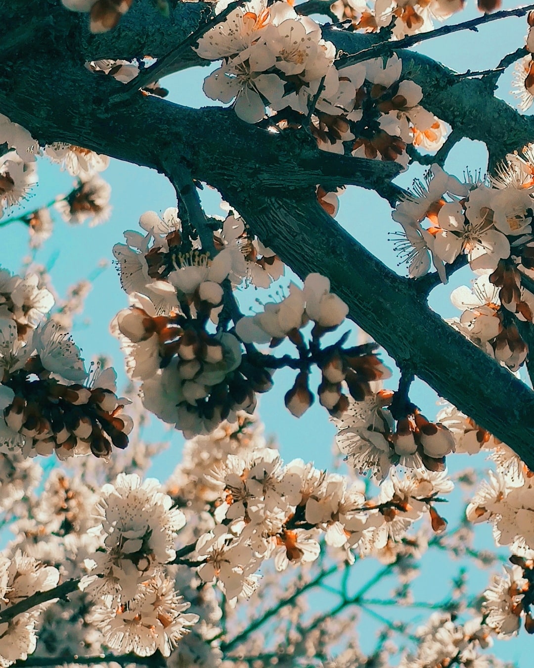 spring padena shahid