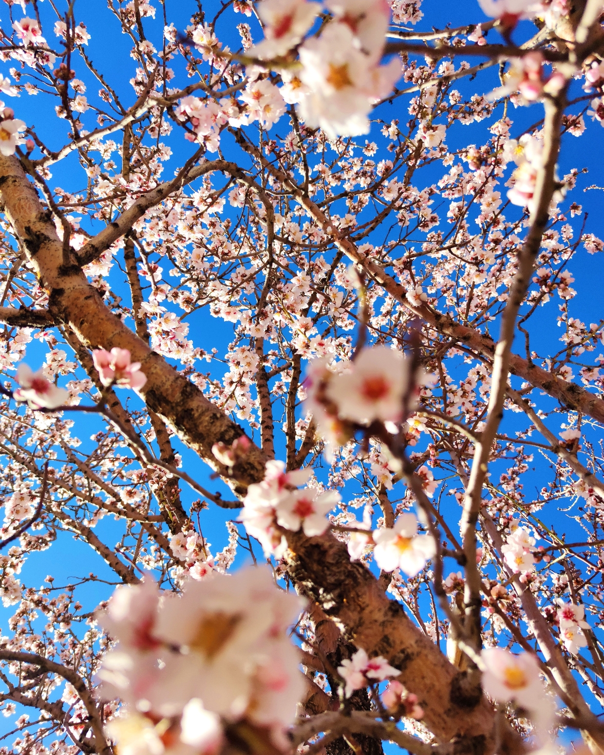 spring padena shahid