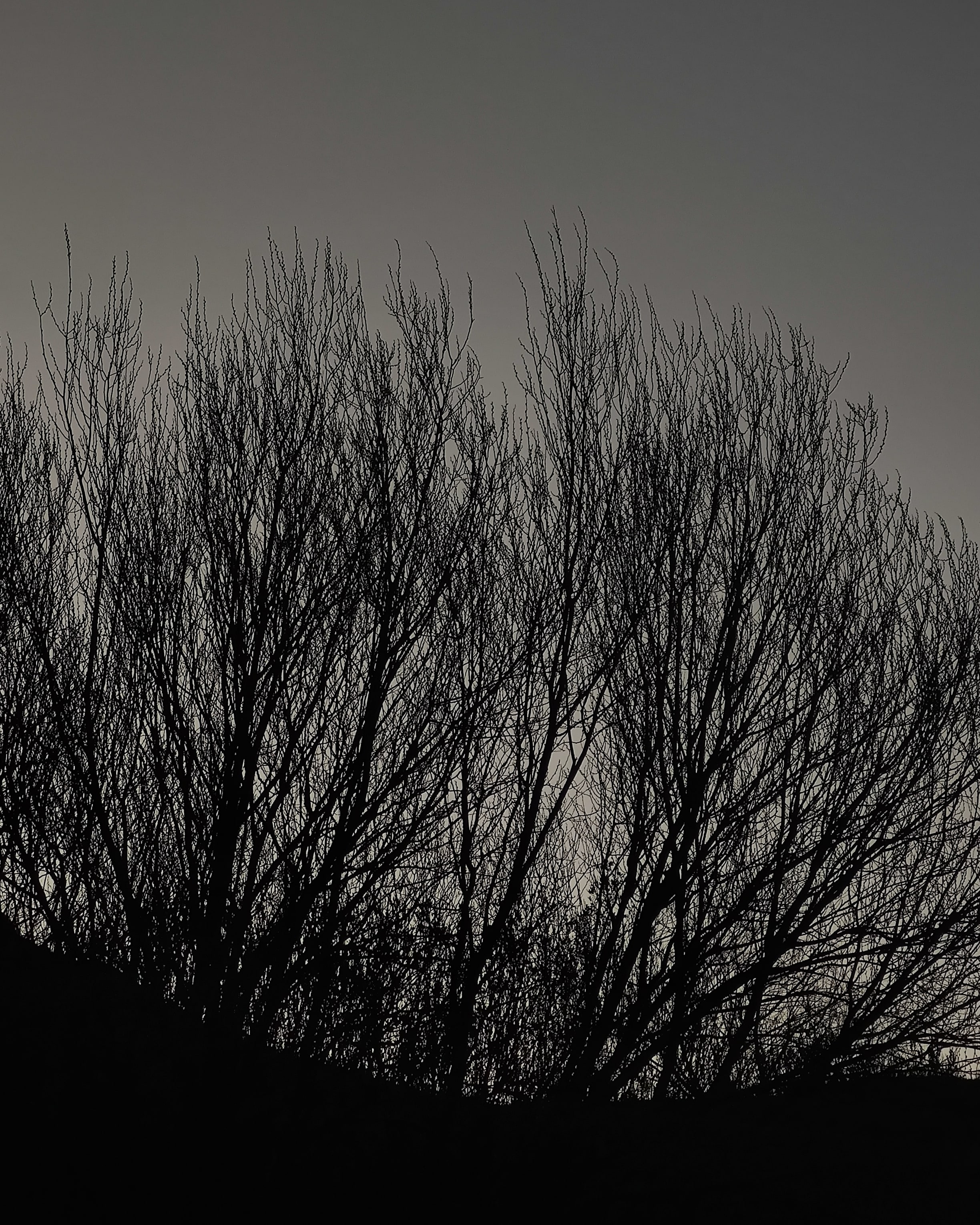 tree shadow
